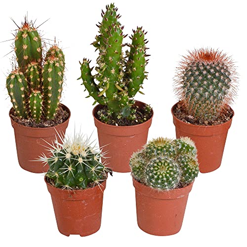 BAKKER 5er Set Kakteen Deko | Kaktus Zimmerpflanze | Kleine Kakteen | Höhe 7-14 cm | Topf-Ø 6 cm