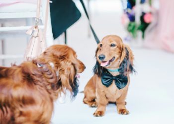 Hund bei der Hochzeit: So könntet ihr ihn mit einbinden