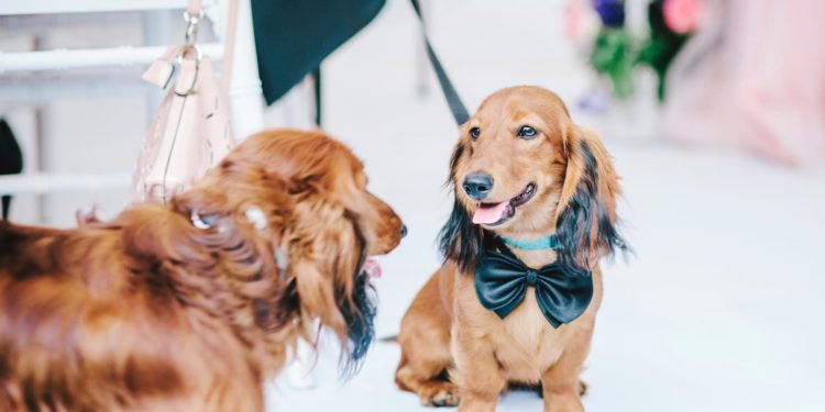 Hund bei der Hochzeit: So könntet ihr ihn mit einbinden